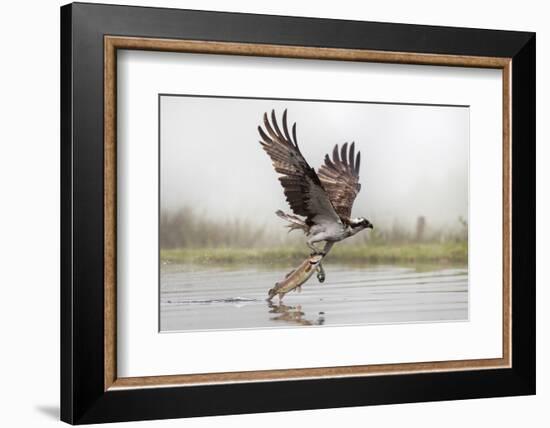 Osprey (Pandion Haliaetus) Catching Trout, Rothiemurchus Estate, Cairngorms, Scotland, UK, July-Ann & Steve Toon-Framed Photographic Print