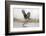 Osprey (Pandion Haliaetus) Catching Trout, Rothiemurchus Estate, Cairngorms, Scotland, UK, July-Ann & Steve Toon-Framed Photographic Print