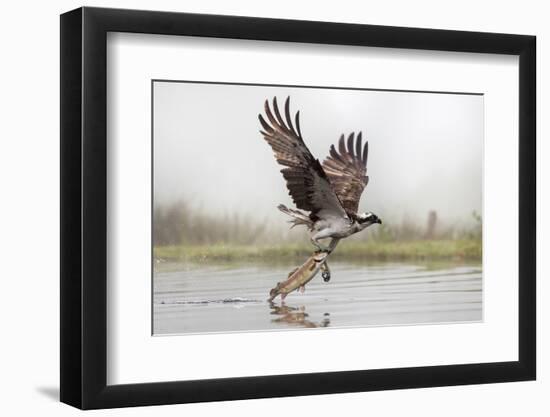 Osprey (Pandion Haliaetus) Catching Trout, Rothiemurchus Estate, Cairngorms, Scotland, UK, July-Ann & Steve Toon-Framed Photographic Print