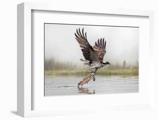 Osprey (Pandion Haliaetus) Catching Trout, Rothiemurchus Estate, Cairngorms, Scotland, UK, July-Ann & Steve Toon-Framed Photographic Print