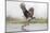 Osprey (Pandion Haliaetus) Catching Trout, Rothiemurchus Estate, Cairngorms, Scotland, UK, July-Ann & Steve Toon-Mounted Photographic Print