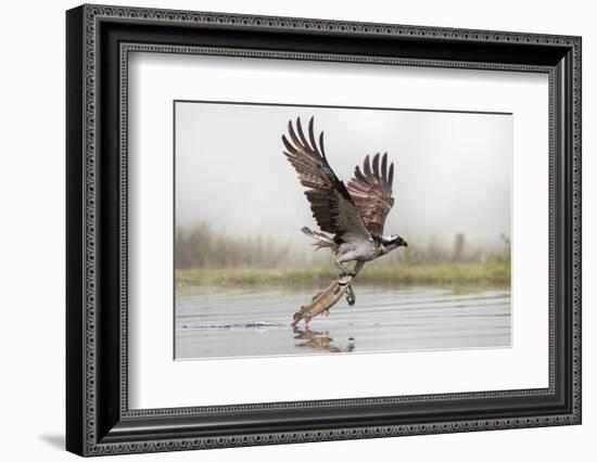 Osprey (Pandion Haliaetus) Catching Trout, Rothiemurchus Estate, Cairngorms, Scotland, UK, July-Ann & Steve Toon-Framed Photographic Print