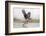 Osprey (Pandion Haliaetus) Catching Trout, Rothiemurchus Estate, Cairngorms, Scotland, UK, July-Ann & Steve Toon-Framed Photographic Print