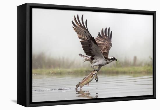 Osprey (Pandion Haliaetus) Catching Trout, Rothiemurchus Estate, Cairngorms, Scotland, UK, July-Ann & Steve Toon-Framed Premier Image Canvas