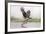 Osprey (Pandion Haliaetus) Catching Trout, Rothiemurchus Estate, Cairngorms, Scotland, UK, July-Ann & Steve Toon-Framed Photographic Print