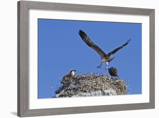 Osprey (Pandion Haliaetus) Chick Practising Flight, Gulf of California Baja California Sur, Mexico-Michael Nolan-Framed Photographic Print