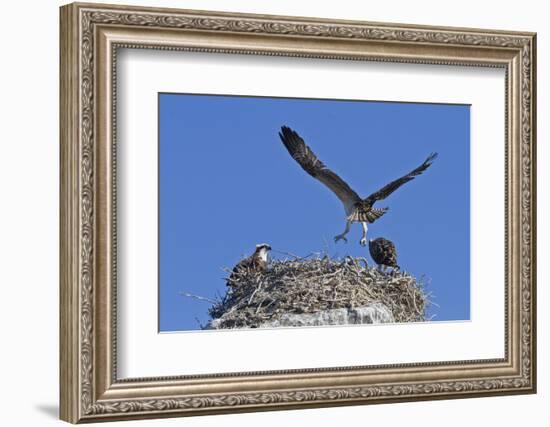 Osprey (Pandion Haliaetus) Chick Practising Flight, Gulf of California Baja California Sur, Mexico-Michael Nolan-Framed Photographic Print