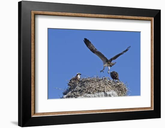 Osprey (Pandion Haliaetus) Chick Practising Flight, Gulf of California Baja California Sur, Mexico-Michael Nolan-Framed Photographic Print