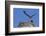 Osprey (Pandion Haliaetus) Chick Practising Flight, Gulf of California Baja California Sur, Mexico-Michael Nolan-Framed Photographic Print