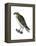 Osprey (Pandion Haliaetus), Fish Hawk, Birds-Encyclopaedia Britannica-Framed Stretched Canvas