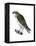 Osprey (Pandion Haliaetus), Fish Hawk, Birds-Encyclopaedia Britannica-Framed Stretched Canvas