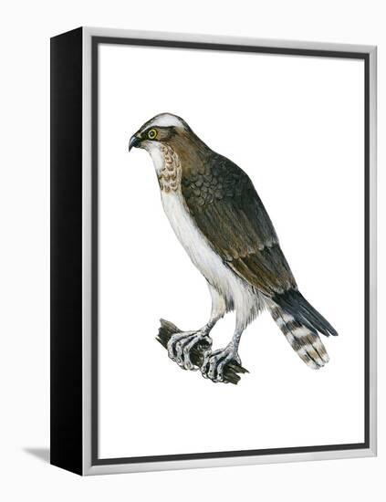 Osprey (Pandion Haliaetus), Fish Hawk, Birds-Encyclopaedia Britannica-Framed Stretched Canvas