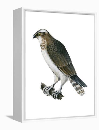 Osprey (Pandion Haliaetus), Fish Hawk, Birds-Encyclopaedia Britannica-Framed Stretched Canvas