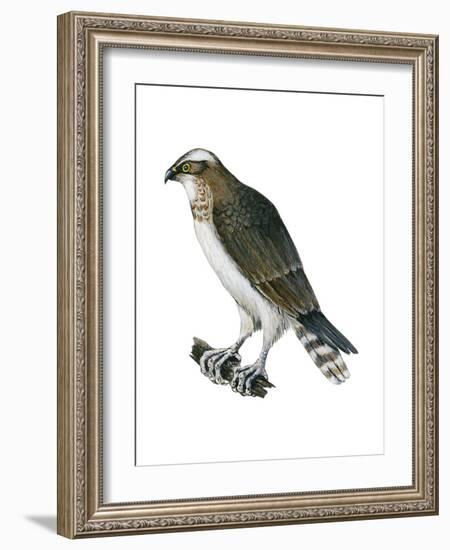 Osprey (Pandion Haliaetus), Fish Hawk, Birds-Encyclopaedia Britannica-Framed Art Print