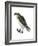 Osprey (Pandion Haliaetus), Fish Hawk, Birds-Encyclopaedia Britannica-Framed Art Print