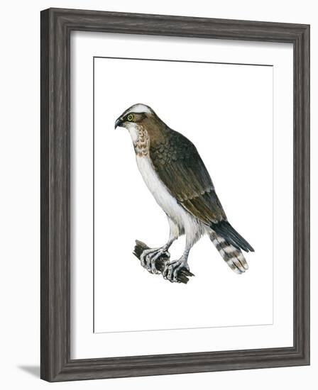 Osprey (Pandion Haliaetus), Fish Hawk, Birds-Encyclopaedia Britannica-Framed Art Print