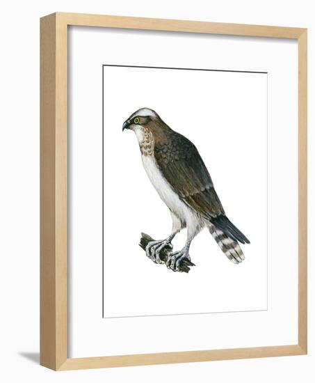 Osprey (Pandion Haliaetus), Fish Hawk, Birds-Encyclopaedia Britannica-Framed Art Print