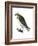 Osprey (Pandion Haliaetus), Fish Hawk, Birds-Encyclopaedia Britannica-Framed Art Print