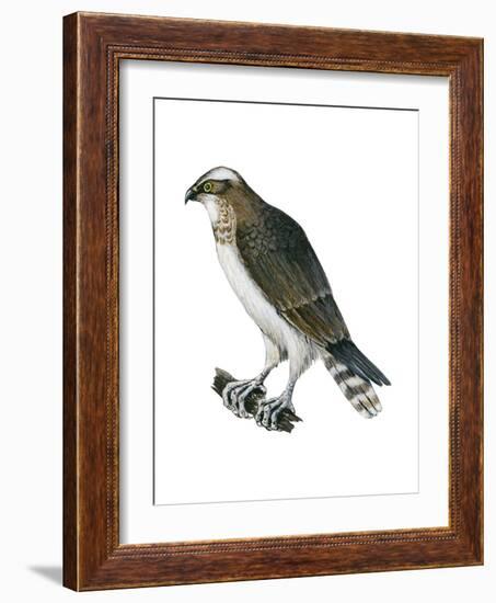 Osprey (Pandion Haliaetus), Fish Hawk, Birds-Encyclopaedia Britannica-Framed Art Print