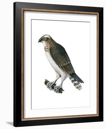 Osprey (Pandion Haliaetus), Fish Hawk, Birds-Encyclopaedia Britannica-Framed Art Print