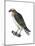 Osprey (Pandion Haliaetus), Fish Hawk, Birds-Encyclopaedia Britannica-Mounted Art Print