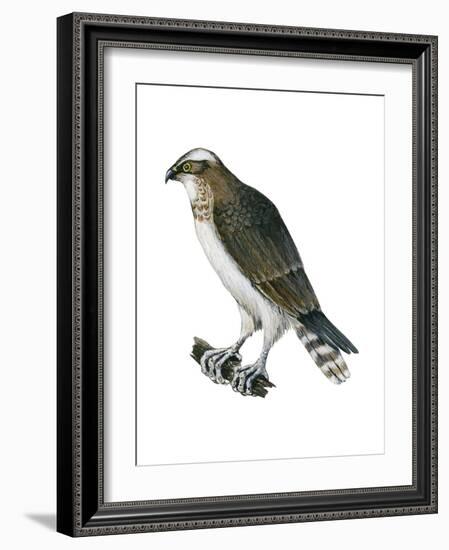 Osprey (Pandion Haliaetus), Fish Hawk, Birds-Encyclopaedia Britannica-Framed Art Print