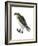 Osprey (Pandion Haliaetus), Fish Hawk, Birds-Encyclopaedia Britannica-Framed Art Print