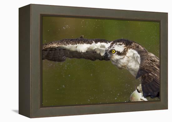 Osprey (Pandion Haliaetus) Fishing, Cairngorms National Park, Scotland, UK, July-Peter Cairns-Framed Premier Image Canvas