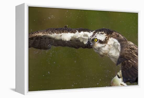Osprey (Pandion Haliaetus) Fishing, Cairngorms National Park, Scotland, UK, July-Peter Cairns-Framed Premier Image Canvas