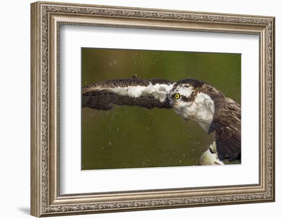 Osprey (Pandion Haliaetus) Fishing, Cairngorms National Park, Scotland, UK, July-Peter Cairns-Framed Photographic Print