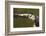 Osprey (Pandion Haliaetus) Fishing, Cairngorms National Park, Scotland, UK, July-Peter Cairns-Framed Photographic Print