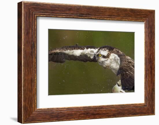 Osprey (Pandion Haliaetus) Fishing, Cairngorms National Park, Scotland, UK, July-Peter Cairns-Framed Photographic Print