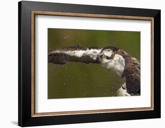 Osprey (Pandion Haliaetus) Fishing, Cairngorms National Park, Scotland, UK, July-Peter Cairns-Framed Photographic Print