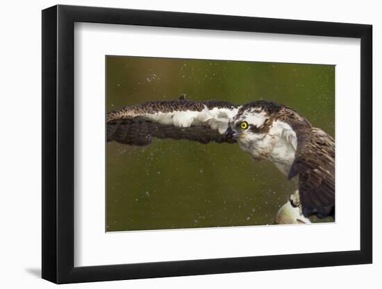 Osprey (Pandion Haliaetus) Fishing, Cairngorms National Park, Scotland, UK, July-Peter Cairns-Framed Photographic Print