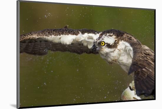 Osprey (Pandion Haliaetus) Fishing, Cairngorms National Park, Scotland, UK, July-Peter Cairns-Mounted Photographic Print