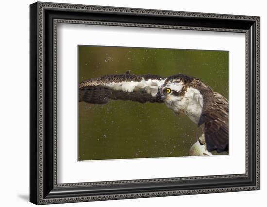 Osprey (Pandion Haliaetus) Fishing, Cairngorms National Park, Scotland, UK, July-Peter Cairns-Framed Photographic Print