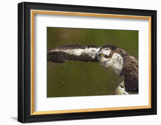 Osprey (Pandion Haliaetus) Fishing, Cairngorms National Park, Scotland, UK, July-Peter Cairns-Framed Photographic Print