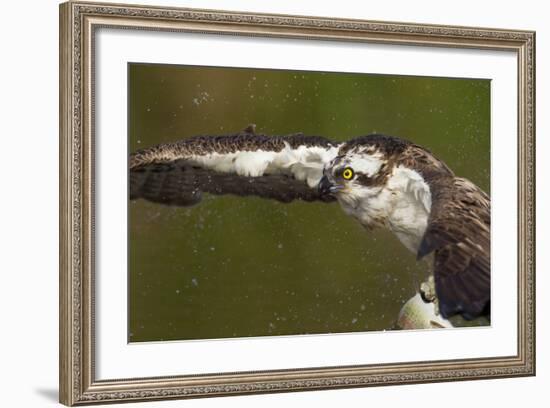 Osprey (Pandion Haliaetus) Fishing, Cairngorms National Park, Scotland, UK, July-Peter Cairns-Framed Photographic Print