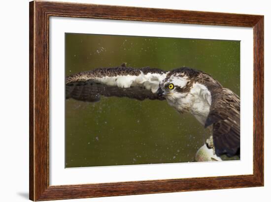 Osprey (Pandion Haliaetus) Fishing, Cairngorms National Park, Scotland, UK, July-Peter Cairns-Framed Photographic Print