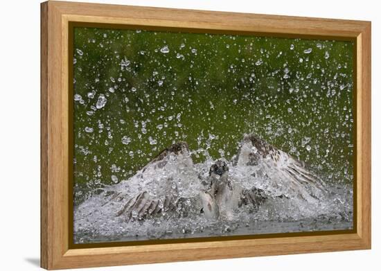 Osprey (Pandion Haliaetus) Fishing, Kangasala, Finland, August 2009-Cairns-Framed Premier Image Canvas