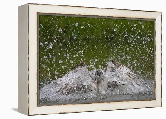 Osprey (Pandion Haliaetus) Fishing, Kangasala, Finland, August 2009-Cairns-Framed Premier Image Canvas