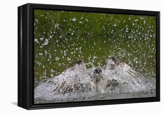 Osprey (Pandion Haliaetus) Fishing, Kangasala, Finland, August 2009-Cairns-Framed Premier Image Canvas