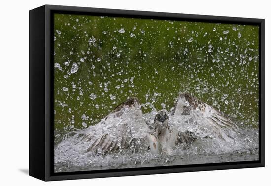 Osprey (Pandion Haliaetus) Fishing, Kangasala, Finland, August 2009-Cairns-Framed Premier Image Canvas