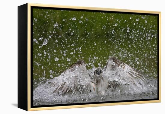 Osprey (Pandion Haliaetus) Fishing, Kangasala, Finland, August 2009-Cairns-Framed Premier Image Canvas