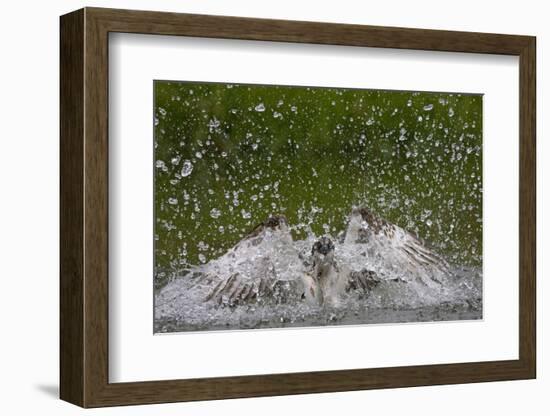 Osprey (Pandion Haliaetus) Fishing, Kangasala, Finland, August 2009-Cairns-Framed Photographic Print