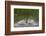 Osprey (Pandion Haliaetus) Fishing, Kangasala, Finland, August 2009-Cairns-Framed Photographic Print