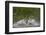 Osprey (Pandion Haliaetus) Fishing, Kangasala, Finland, August 2009-Cairns-Framed Photographic Print