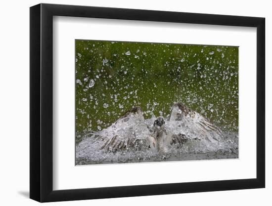 Osprey (Pandion Haliaetus) Fishing, Kangasala, Finland, August 2009-Cairns-Framed Photographic Print