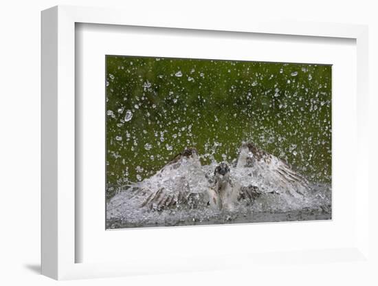 Osprey (Pandion Haliaetus) Fishing, Kangasala, Finland, August 2009-Cairns-Framed Photographic Print