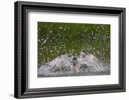 Osprey (Pandion Haliaetus) Fishing, Kangasala, Finland, August 2009-Cairns-Framed Photographic Print